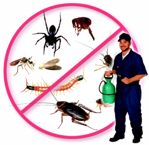 شركات مكافحة حشرات بالكويت